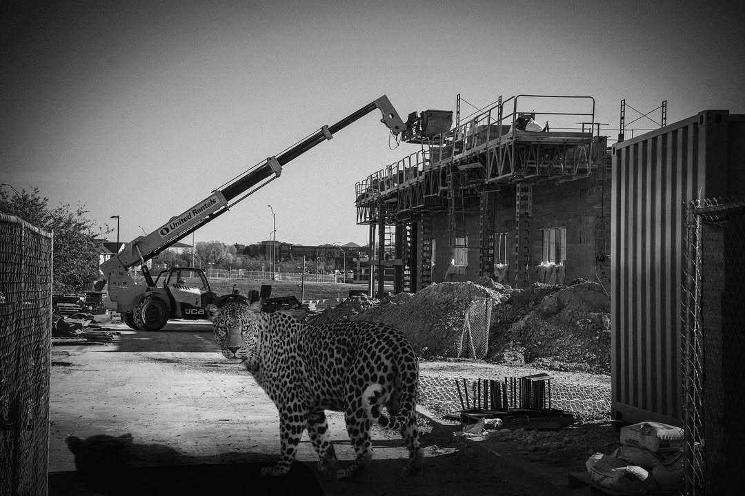 HUMAN DOMINANCE (2023) - Thomàz Mazzei.jpg