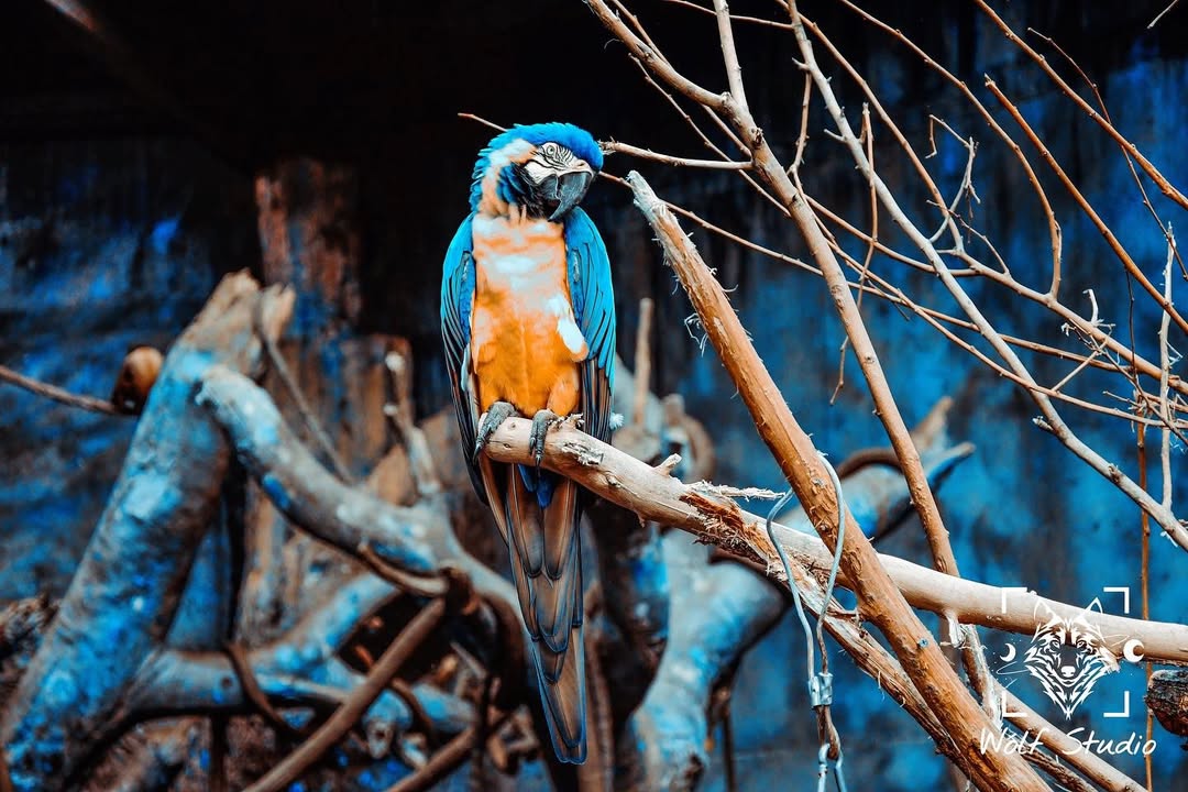 ARARA-CANINDÉ (2021) - Thomàz Mazzei.jpg