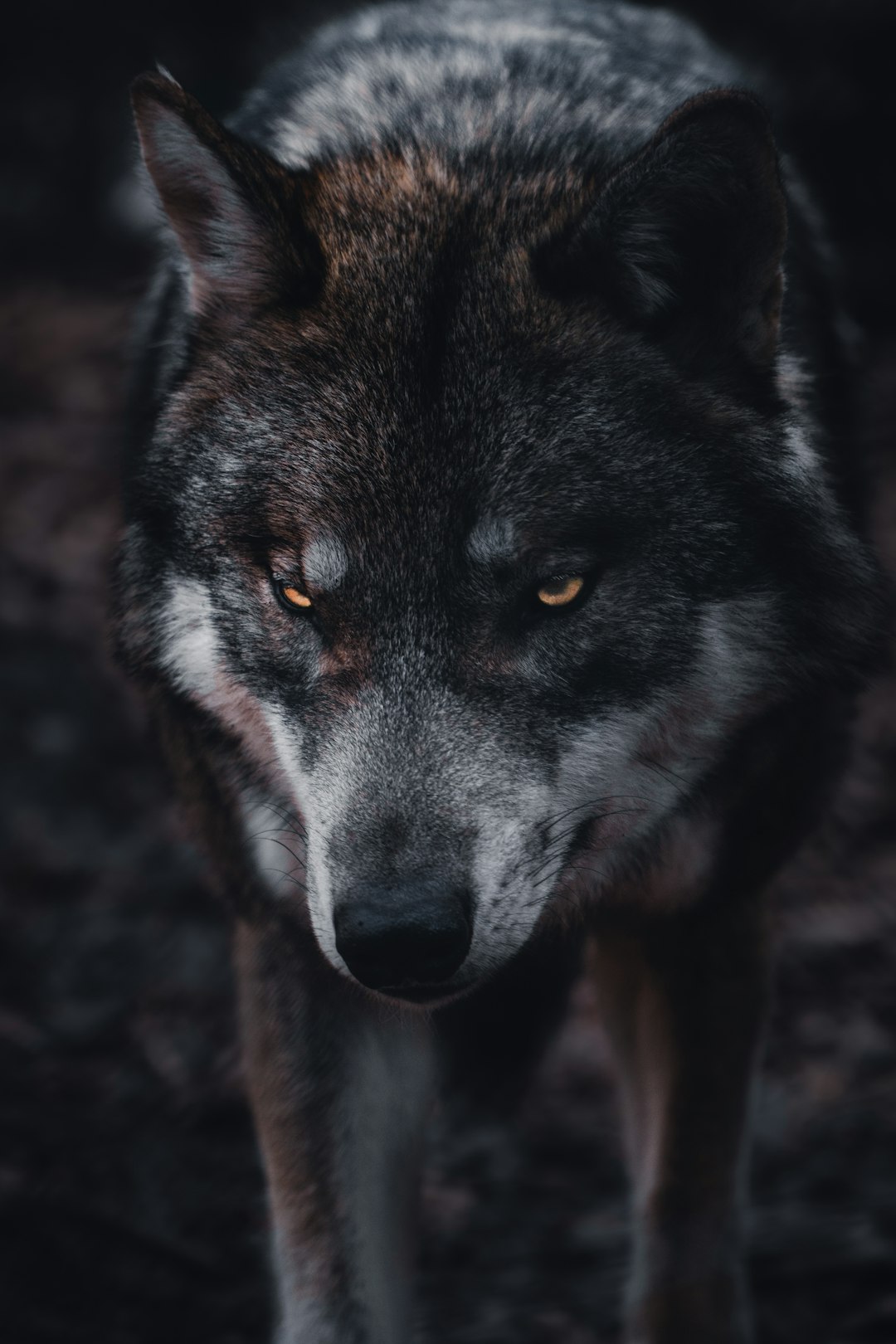 moody wolf face